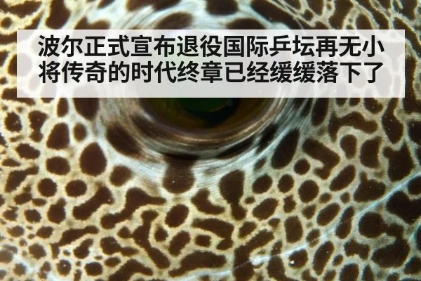 波尔正式宣布退役国际乒坛再无小将传奇的时代终章已经缓缓落下了